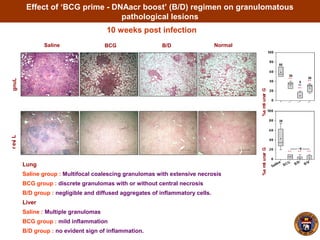 Lung
Saline group : Multifocal coalescing granulomas with extensive necrosis
BCG group : discrete granulomas with or without central necrosis
B/D group : negligible and diffused aggregates of inflammatory cells.
Liver
Saline : Multiple granulomas
BCG group : mild inflammation
B/D group : no evident sign of inflammation.
Granuloma%
Saline BCG
LiverLung
Granuloma%
B/D Normal
10 weeks post infection
Effect of ‘BCG prime - DNAacr boost’ (B/D) regimen on granulomatous
pathological lesions
55
35
30
5
35
------- ~5 -------
 