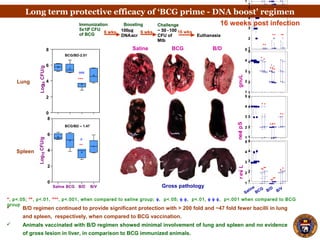Long term protective efficacy of ‘BCG prime - DNA boost’ regimen
 Animals vaccinated with B/D regimen showed minimal involvement of lung and spleen and no evidence
of gross lesion in liver, in comparison to BCG immunized animals.
 B/D regimen continued to provide significant protection with > 200 fold and ~47 fold fewer bacilli in lung
and spleen, respectively, when compared to BCG vaccination.
16 weeks post infectionImmunization Boosting
5x105
CFU
of BCG
6 wks 100
DNAacr Euthanasia
6 wks ~ 50 - 100
CFU of
Mtb
ChallengeImmunization Boosting
5x105
CFU
of BCG
6 wks 100
DNAacr
16 wks
Euthanasia
6 wks ~ 50 - 100
CFU of
Mtb
Challenge
*, p<.05; **, p<.01, ***, p<.001, when compared to saline group; φ, p<.05; φ φ, p<.01, φ φ φ, p<.001 when compared to BCG
group
Spleen
Lung
Saline BCG B/D B/V
0
2
4
6
8
**
φ
Log10CFU/g
0
2
4
6
8
**
φφ
Log10CFU/g
Saline
B/D
BCG B/V
SpleenLiverLung
Saline B/DBCG
Gross pathology
10wee16weekpost-infection
LiverscoreLungscoreLiverscoreSpleenscore
1
1
2
3
4
5
*
φ
**
1
2
3
4
5
**
** **
1
2
3
4
5
*
**
*
1
2
3
4
5
**
** *
10wee16weekpost-infection
LiverscoreLungscoreLiverscoreSpleenscore
1
1
2
3
4
5
*
φ
**
1
2
3
4
5
**
** **
1
2
3
4
5
*
**
*
1
2
3
4
5
**
** *
10we16weekpost-infection
LiverscoreLungscoreLiverscoreSpleenscore
1
1
2
3
4
5
*
φ
**
1
2
3
4
5
**
** **
1
2
3
4
5
*
**
*
1
2
3
4
5
**
** *
10we16weekpost-infection
LiverscoreLungscoreLiverscoreSpleenscore
1
1
2
3
4
5
*
φ
**
1
2
3
4
5
**
** **
1
2
3
4
5
*
**
*
1
2
3
4
5
**
** *
BCG/BD-2.01
BCG/BD – 1.47
***
φφφ
φ
**
μg
 