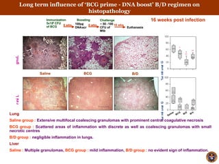 Long term influence of ‘BCG prime - DNA boost’ B/D regimen on
histopathology
Granuloma%
Saline BCG
LiverLung
Granuloma%
B/D
Saline
BCG
B/D B/V
0
20
40
60
80
100
**
**
**
φφ
Lung
Saline group : Extensive multifocal coalescing granulomas with prominent central coagulative necrosis
BCG group : Scattered areas of inflammation with discrete as well as coalescing granulomas with small
necrotic centres
B/D group : negligible inflammation in lungs.
Liver
Saline : Multiple granulomas, BCG group : mild inflammation, B/D group : no evident sign of inflammation.
Immunization Boosting
5x105
CFU
of BCG
6 wks 100
DNAacr Euthanasia
6 wks ~ 50 - 100
CFU of
Mtb
ChallengeImmunization Boosting
5x105
CFU
of BCG
6 wks 100
DNAacr
16 wks
Euthanasia
6 wks ~ 50 - 100
CFU of
Mtb
Challenge 16 weeks post infection
μg
 