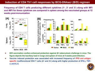 B/D vaccination confers enhanced protection against M. tuberculosis challenge in mice. The
figure depicts the bacillary load in lungs and spleen of mice at 4 weeks post-infection.
Vaccine induced protection was associated with increased frequency of PPD and antigen
specific multifunctional CD4 T cells (2+ and 3+) along with higher production of IFN-γ, TNF-
α and IL-2.
Induction of CD4 Th1 cell responses by BCG-DNAacr (B/D) regimen
Frequency of CD4 T cells producing different cytokines (1+
, 2+
and 3+
) along with MFI
and iMFI for these cytokines are compared in spleen among the vaccinated groups at 12
weeks post-immunization
[B]1.69
0.67
1.84
1.35
 
