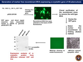 Generation of marker free recombinant MVA expressing α-crystallin gene of M.tuberculosis
GFP gene and direct repeat
sequence were sequentially
cloned in pSC65 to generate
pSC65.GFP. DR
Recombinant MVA foci were
selected on the basis of GFP
fluorescence
rMVA.Acr induced
cytopathic effect
rMVA.Acr showing no
visible fluorescence
pSC65.GFP.DR
TKL MCS Pe/l DR P7.5 GFP TKR
Cloning of α-
crystallin
gene
Clonal purification of
the recombinant clone
to remove the wild type
MVA
Excise the
GFP gene
UninfectedMVA.W
T
rMVA.Acr
16 kDa
Expression analysis of α-
crystallin protein from
rMVA.Acr infected CEF cell
line
66
43
29
20
14
α-crystallin
Select the
marker free
recombinant via
limiting dilution
method
 