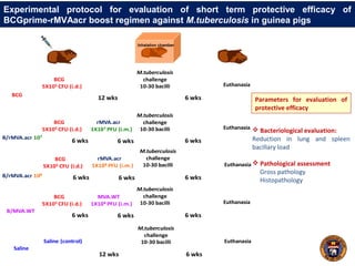 Experimental protocol for evaluation of short term protective efficacy of
BCGprime-rMVAacr boost regimen against M.tuberculosis in guinea pigs
Inhalation chamber
12 wks 6 wks
M.tuberculosis
challenge
10-30 bacilli EuthanasiaSaline (control)
BCG
B/rMVA.acr 107
B/MVA.WT
Saline
12 wks 6 wks
M.tuberculosis
challenge
10-30 bacilli Euthanasia
BCG
5X105 CFU (i.d.)
6 wks 6 wks
M.tuberculosis
challenge
10-30 bacilli Euthanasia
BCG
5X105 CFU (i.d.)
6 wks
rMVA.acr
1X107 PFU (i.m.)
6 wks 6 wks
M.tuberculosis
challenge
10-30 bacilli Euthanasia
BCG
5X105 CFU (i.d.)
6 wks
rMVA.acr
1X108 PFU (i.m.)
6 wks 6 wks
M.tuberculosis
challenge
10-30 bacilli Euthanasia
BCG
5X105 CFU (i.d.)
6 wks
MVA.WT
1X108 PFU (i.m.)
B/rMVA.acr 108
Parameters for evaluation of
protective efficacy
 Bacteriological evaluation:
Reduction in lung and spleen
bacillary load
 Pathological assessment
Gross pathology
Histopathology
 