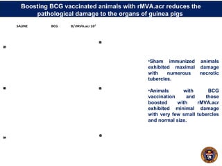 Boosting BCG vaccinated animals with rMVA.acr reduces the
pathological damage to the organs of guinea pigs
•Sham immunized animals
exhibited maximal damage
with numerous necrotic
tubercles.
•Animals with BCG
vaccination and those
boosted with rMVA.acr
exhibited minimal damage
with very few small tubercles
and normal size.
LUNGSPLEENLIVER
SALINE BCG B/rMVA.acr 107
SCORESCORESCORE
 