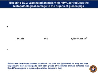 Histopathological changes in the lungs and liver of vaccinated animals
following M. tuberculosis challenge
While sham immunized animals exhibited 70% and 20% granuloma in lung and liver
respectively, there counterparts from both groups of vaccinated animals exhibited less
than 20% granuloma in lungs and negligible damage in liver.
Boosting BCG vaccinated animals with rMVA.acr reduces the
histopathological damage to the organs of guinea pigs
SALINE BCG B/rMVA.acr 107
LUNGLIVER
 