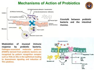 Mechanisms of Action of Probiotics
Modulation of mucosal immune
response by probiotic bacteria.
Pathogen-associated molecular patterns
(PAMPs) derived from probiotic bacteria are
recognized by pattern recognition receptor
such as TLRs on DCs in the epithelium leading
to downstream signaling and induction of
Th1 cytokines.
Crosstalk between probiotic
bacteria and the intestinal
mucosa.
 