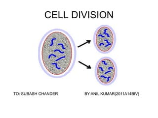CELL DIVISION 
TO: SUBASH CHANDER BY:ANIL KUMAR(2011A14BIV) 
 