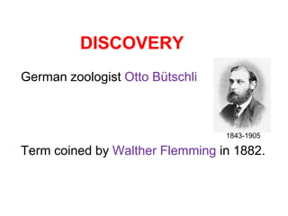 DISCOVERY 
German zoologist Otto Bütschli 
1843-1905 
Term coined by Walther Flemming in 1882. 
 