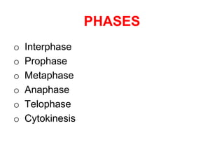 PHASES 
o Interphase 
o Prophase 
o Metaphase 
o Anaphase 
o Telophase 
o Cytokinesis 
 