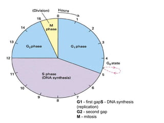 G1 - first gapS - DNA synthesis 
(replication) 
G2 - second gap 
M - mitosis 
 