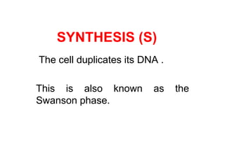 SYNTHESIS (S) 
The cell duplicates its DNA . 
This is also known as the 
Swanson phase. 
 