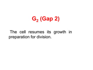 G2 (Gap 2) 
The cell resumes its growth in 
preparation for division. 
 