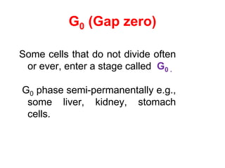 G0 (Gap zero) 
Some cells that do not divide often 
or ever, enter a stage called G0 . 
G0 phase semi-permanentally e.g., 
some liver, kidney, stomach 
cells. 
 