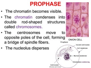 PROPHASE 
• The chromatin becomes visible. 
• The chromatin condenses into 
double rod-shaped structures 
called chromosomes. 
• The centrosomes move to 
opposite poles of the cell, forming 
a bridge of spindle fibers. 
• The nucleolus disperses. 
ONION CELL 
 