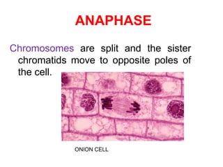 ANAPHASE 
Chromosomes are split and the sister 
chromatids move to opposite poles of 
the cell. 
ONION CELL 
 