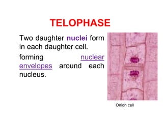 TELOPHASE 
Two daughter nuclei form 
in each daughter cell. 
forming nuclear 
envelopes around each 
nucleus. 
Onion cell 
 