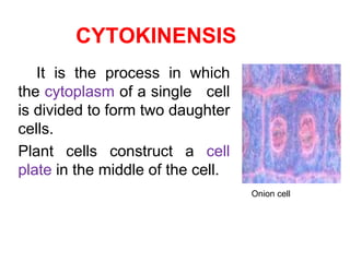 CYTOKINENSIS 
It is the process in which 
the cytoplasm of a single cell 
is divided to form two daughter 
cells. 
Plant cells construct a cell 
plate in the middle of the cell. 
Onion cell 
 