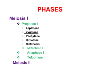 PHASES 
Meiosis I 
 Prophase I 
• Leptotene 
• Zygotene 
• Pachytene 
• Diplotene 
• Diakinesis 
 Metaphase I 
 Anaphase I 
 Telophase I 
Meiosis II 
 