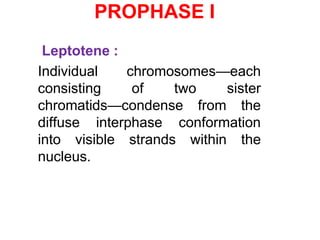 PROPHASE I 
Leptotene : 
Individual chromosomes—each 
consisting of two sister 
chromatids—condense from the 
diffuse interphase conformation 
into visible strands within the 
nucleus. 
 