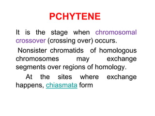 PCHYTENE 
It is the stage when chromosomal 
crossover (crossing over) occurs. 
Nonsister chromatids of homologous 
chromosomes may exchange 
segments over regions of homology. 
At the sites where exchange 
happens, chiasmata form 
 