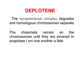 DEPLOTENE 
The synaptonemal complex degrades 
and homologous chromosomes separate 
. 
The chiasmata remain on the 
chromosomes until they are severed in 
anaphase I om one another a little. 
 