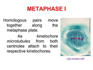 METAPHASE I 
Homologous pairs move 
together along the 
metaphase plate. 
As kinetochore 
microtubules from both 
centrioles attach to their 
respective kinetochores. 
Lily ovulary cell 
 