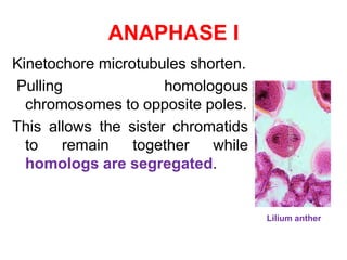 ANAPHASE I 
Kinetochore microtubules shorten. 
Pulling homologous 
chromosomes to opposite poles. 
This allows the sister chromatids 
to remain together while 
homologs are segregated. 
Lilium anther 
 