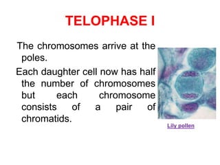 TELOPHASE I 
The chromosomes arrive at the 
poles. 
Each daughter cell now has half 
the number of chromosomes 
but each chromosome 
consists of a pair of 
chromatids. 
Lily pollen 
 