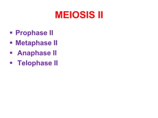 MEIOSIS II 
 Prophase II 
 Metaphase II 
 Anaphase II 
 Telophase II 
 