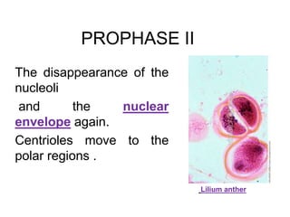 PROPHASE II 
The disappearance of the 
nucleoli 
and the nuclear 
envelope again. 
Centrioles move to the 
polar regions . 
Lilium anther 
 