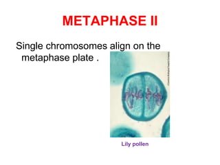 METAPHASE II 
Single chromosomes align on the 
metaphase plate . 
Lily pollen 
 