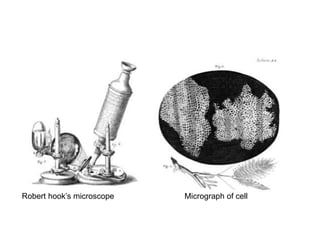 Robert hook’s microscope Micrograph of cell 
 