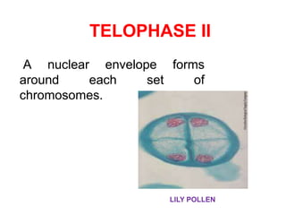 TELOPHASE II 
A nuclear envelope forms 
around each set of 
chromosomes. 
LILY POLLEN 
 
