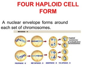 FOUR HAPLOID CELL 
FORM 
A nuclear envelope forms around 
each set of chromosomes. 
 
