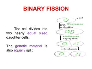 BINARY FISSION 
The cell divides into 
two nearly equal sized 
daughter cells. 
The genetic material is 
also equally split 
 