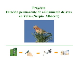 Proyecto  Estación permanente de anillamiento de aves  en Yetas (Nerpio. Albacete) 