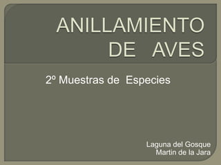 ANILLAMIENTO DE   AVES 2º Muestras de  Especies Laguna del Gosque Martin de la Jara 
