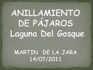 ANILLAMIENTO DE PÁJAROS  Laguna Del GosqueMARTIN  DE LA JARA 14/07/2011 