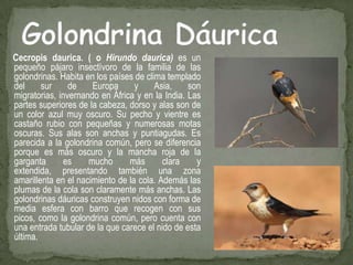 Cecropis daurica. ( o Hirundo daurica) es un pequeño pájaro insectívoro de la familia de las golondrinas. Habita en los países de clima templado del sur de Europa y Asia, son migratorias, invernando en África y en la India. Las partes superiores de la cabeza, dorso y alas son de un color azul muy oscuro. Su pecho y vientre es castaño rubio con pequeñas y numerosas motas oscuras. Sus alas son anchas y puntiagudas. Es parecida a la golondrina común, pero se diferencia porque es más oscuro y la mancha roja de la garganta es mucho más clara y extendida, presentando también una zona amarillenta en el nacimiento de la cola. Además las plumas de la cola son claramente más anchas. Las golondrinas dáuricas construyen nidos con forma de media esfera con barro que recogen con sus picos, como la golondrina común, pero cuenta con una entrada tubular de la que carece el nido de esta última.Golondrina Dáurica