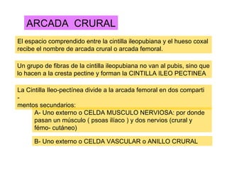 Anillo crural PPT