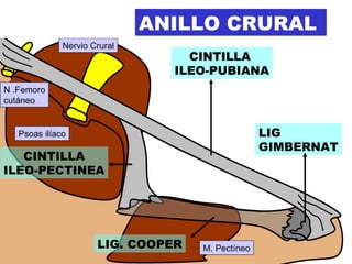 Anillo crural hotsell