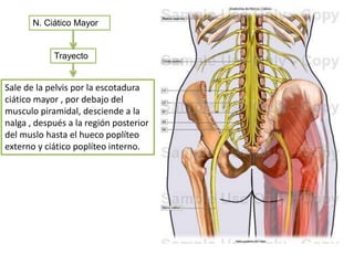 Anillo crural r. inguinoabdominal n. ciatico mayor PPT