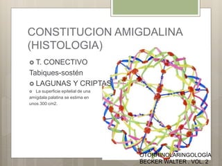 CONSTITUCION AMIGDALINA
(HISTOLOGIA)
 T. CONECTIVO
Tabiques-sostén
 LAGUNAS Y CRIPTAS
 La superficie epitelial de una
amígdala palatina se estima en
unos 300 cm2.
OTORRINOLARINGOLOGÍA
BECKER WALTER . VOL. 2
 