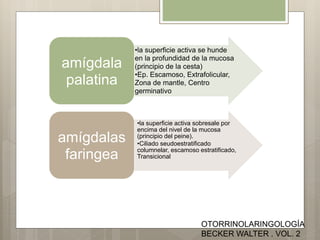 •la superficie activa se hunde
en la profundidad de la mucosa
(principio de la cesta)
•Ep. Escamoso, Extrafolicular,
Zona de mantle, Centro
germinativo
amígdala
palatina
•la superficie activa sobresale por
encima del nivel de la mucosa
(principio del peine).
•Ciliado seudoestratificado
columnelar, escamoso estratificado,
Transicional
amígdalas
faringea
OTORRINOLARINGOLOGÍA
BECKER WALTER . VOL. 2
 