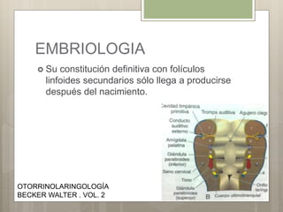 EMBRIOLOGIA
 Su constitución definitiva con folículos
linfoides secundarios sólo llega a producirse
después del nacimiento.
OTORRINOLARINGOLOGÍA
BECKER WALTER . VOL. 2
 