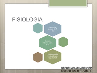 FISIOLOGIA
Aumenta
tamaño de 1-
3a
Tamaño
máximo entre
3-7a
Iniciándose la
involución con
la pubertad
OTORRINOLARINGOLOGÍA
BECKER WALTER . VOL. 2
 