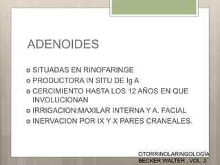 ADENOIDES
 SITUADAS EN RINOFARINGE
 PRODUCTORA IN SITU DE Ig A
 CERCIMIENTO HASTA LOS 12 AÑOS EN QUE
INVOLUCIONAN
 IRRIGACION:MAXILAR INTERNA Y A. FACIAL
 INERVACION POR IX Y X PARES CRANEALES.
OTORRINOLARINGOLOGÍA
BECKER WALTER . VOL. 2
 