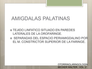 AMIGDALAS PALATINAS
 TEJIDO LINFATICO SITUADO EN PAREDES
LATERALES DE LA OROFARINGE.
 SEPARADAS DEL ESPACIO PERIAMIGDALINO POR
EL M. CONSTRICTOR SUPERIOR DE LA FARINGE.
OTORRINOLARINGOLOGÍA
BECKER WALTER . VOL. 2
 