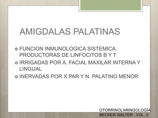 AMIGDALAS PALATINAS
 FUNCION INMUNOLOGICA SISTEMICA.
PRODUCTORAS DE LINFOCITOS B Y T
 IRRIGADAS POR A. FACIAL MAXILAR INTERNA Y
LINGUAL
 INERVADAS POR X PAR Y N. PALATINO MENOR
OTORRINOLARINGOLOGÍA
BECKER WALTER . VOL. 2
 