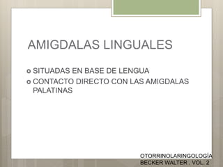 AMIGDALAS LINGUALES
 SITUADAS EN BASE DE LENGUA
 CONTACTO DIRECTO CON LAS AMIGDALAS
PALATINAS
OTORRINOLARINGOLOGÍA
BECKER WALTER . VOL. 2
 