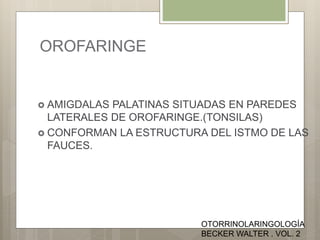 OROFARINGE
 AMIGDALAS PALATINAS SITUADAS EN PAREDES
LATERALES DE OROFARINGE.(TONSILAS)
 CONFORMAN LA ESTRUCTURA DEL ISTMO DE LAS
FAUCES.
OTORRINOLARINGOLOGÍA
BECKER WALTER . VOL. 2
 